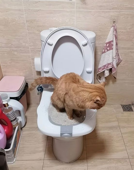 Тренажер для приучения кошек к унитазу