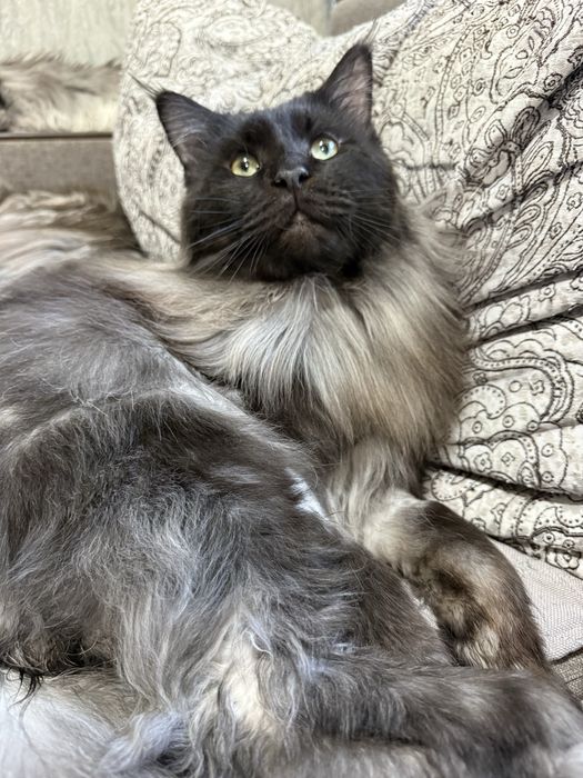 Кот породы Мейн кун. ВЯЗКА.