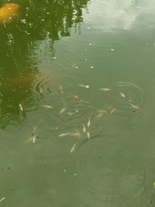 Puiet  crap koi de vânzare