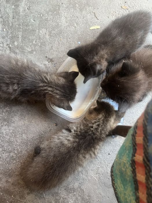 отдам котят, им 1 месяц