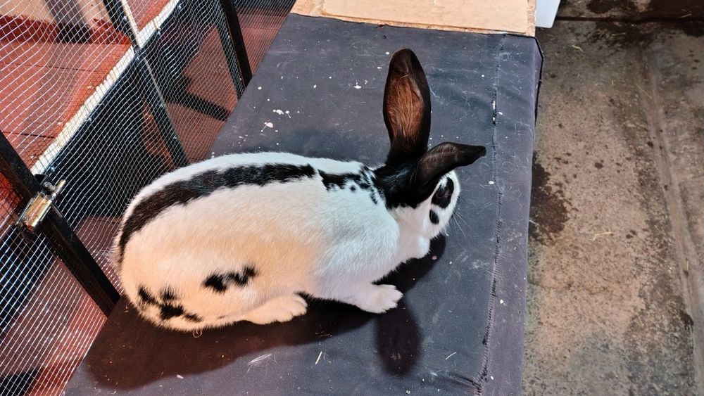 Două iepurite fluture german