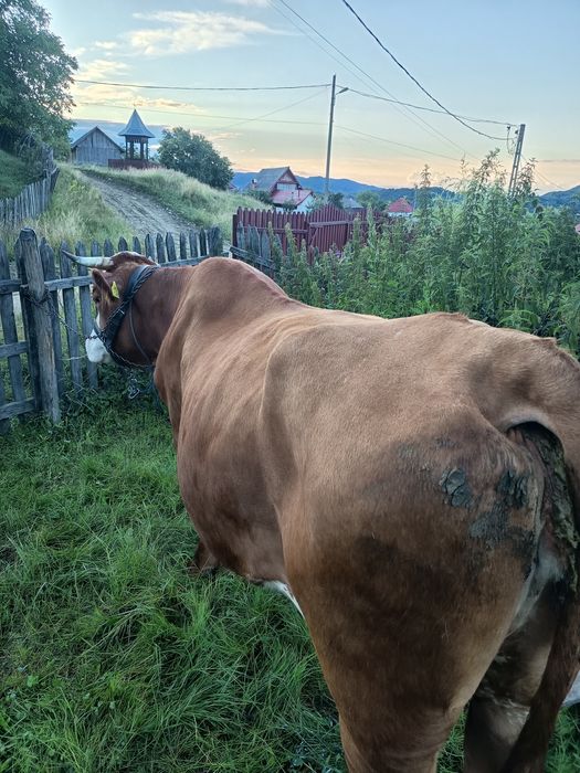 Vaca de vânzare buna de lapte