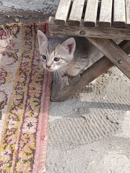 Котята мальчики и девочки ищут дом