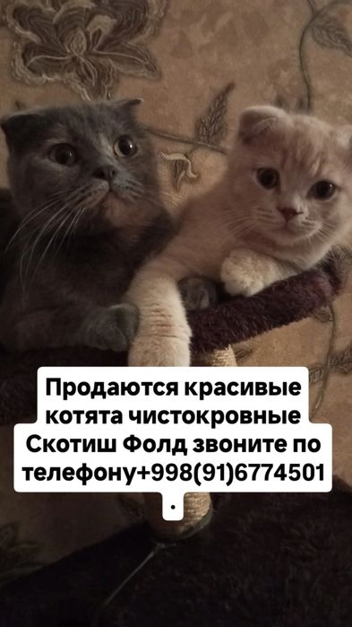Порода Скотиш Фолд.
