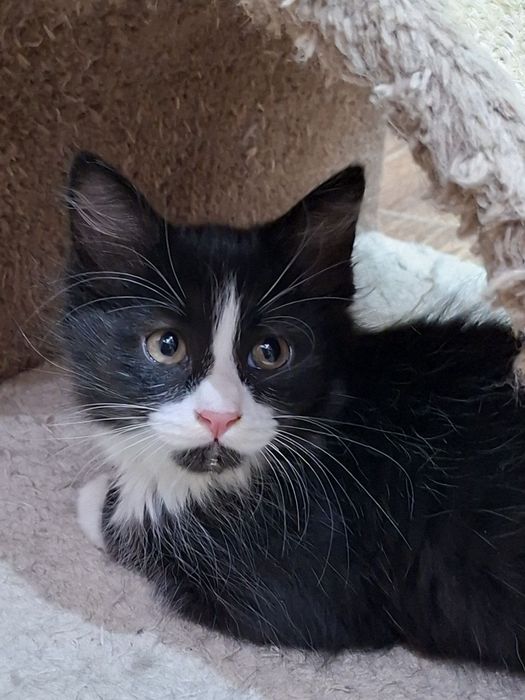 Домашние котята!