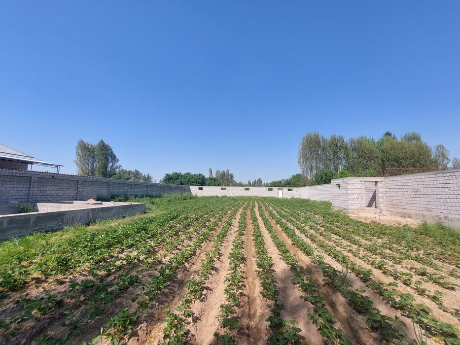 Янгийул туманида 12 сотох ер участка сотилади