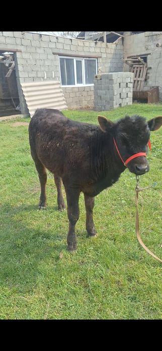 Швед бузаулар сатылады 2 бас