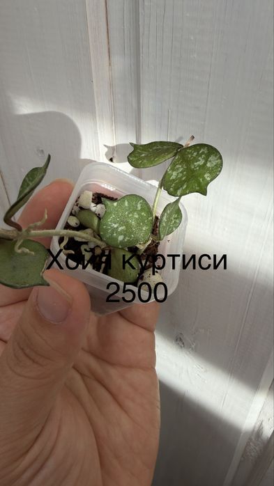 Хойи и дисхидии укоренные