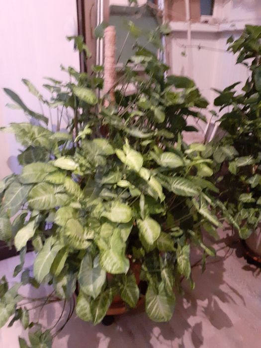 Комнатные  цветы