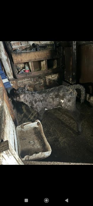 Продам телят бычков и тёлочки