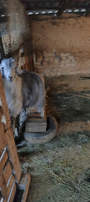 Еркек пішпе текелер сатамын