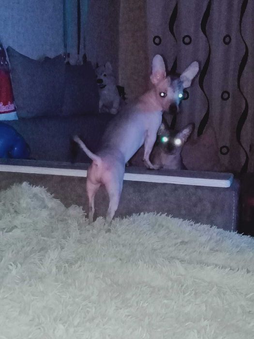 Ищем девочку! Нашему парню