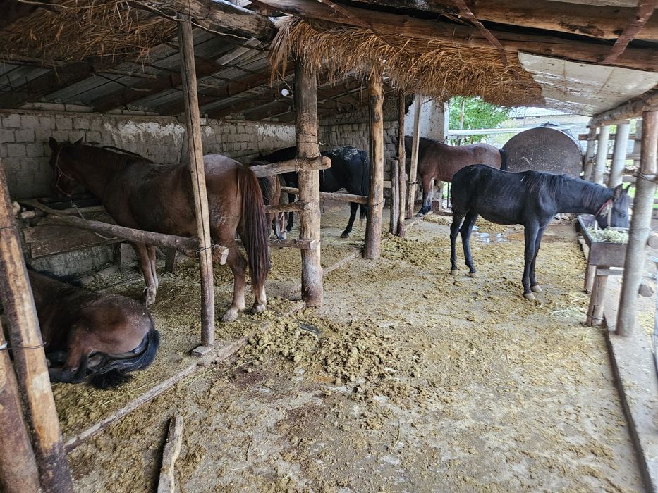 Саумал, Кымыз, Құрт бар.