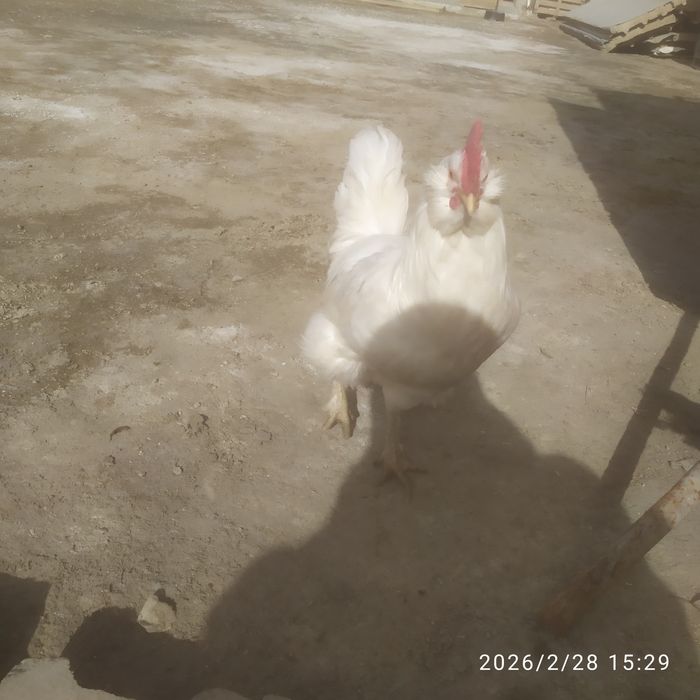 Продается петухи