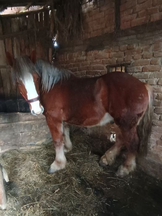 Armăsar de vânzare