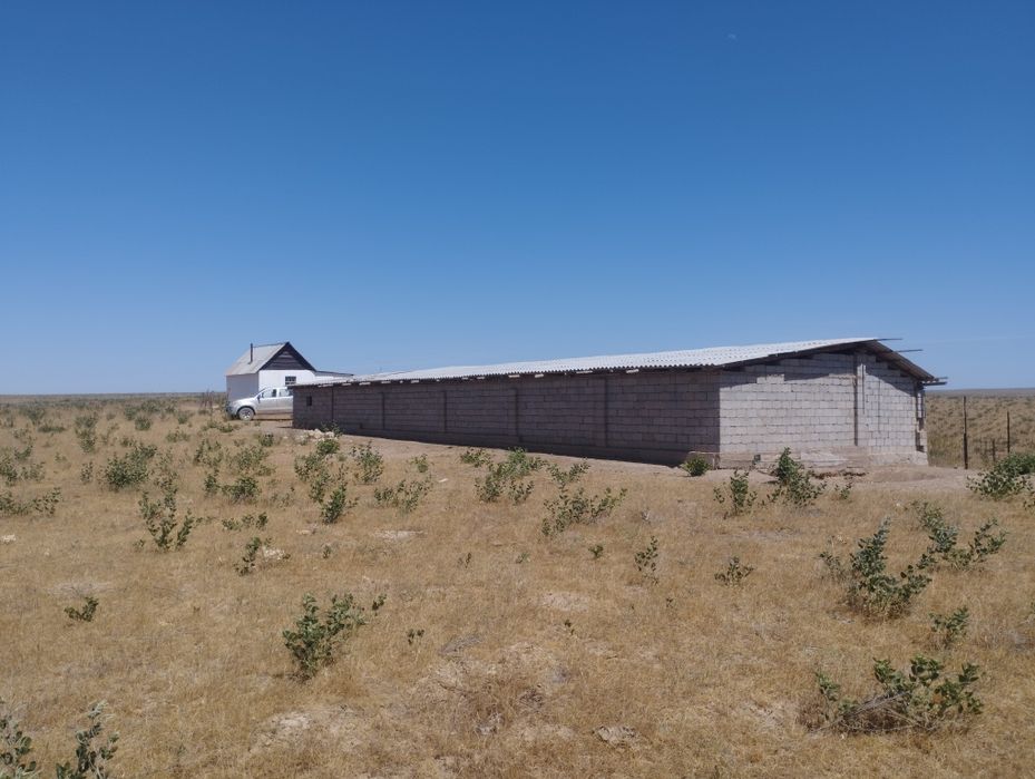 Кой кора сатылаты Уй сатылады