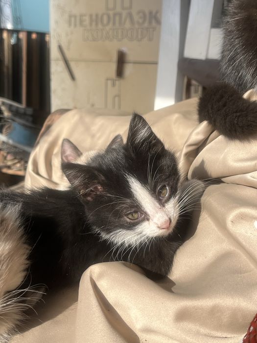 Котята мальчики и девочки