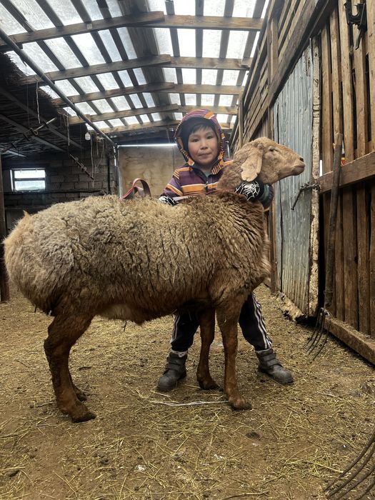 Гиссар арашан кошкарлар Оралда
