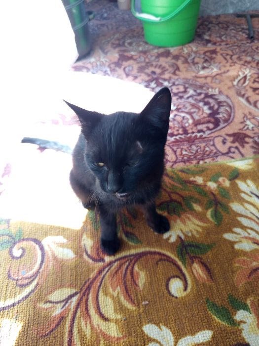 Qora rangli uy mushugi sotiladi