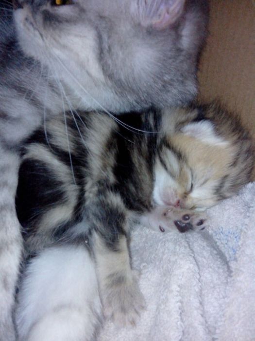 Шотландский мальчик