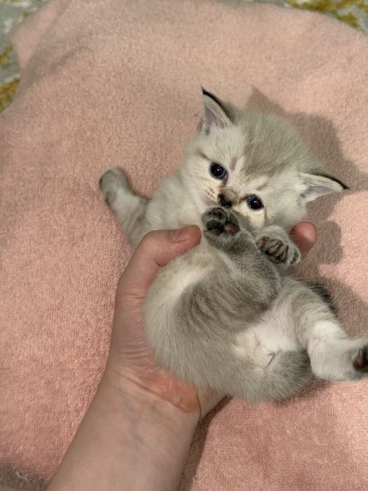 Шикарные котята фавн-пойнт