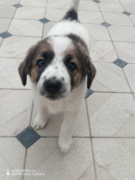 Продается собака