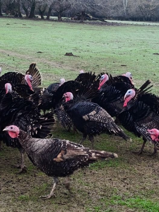 Vând curci i de casă