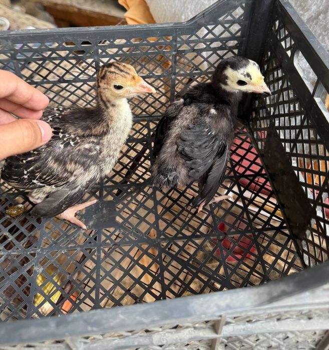 Маленькие цыплята, дети индюка