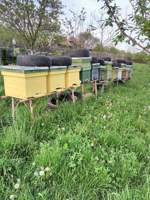 cutii albine  noi , echipate