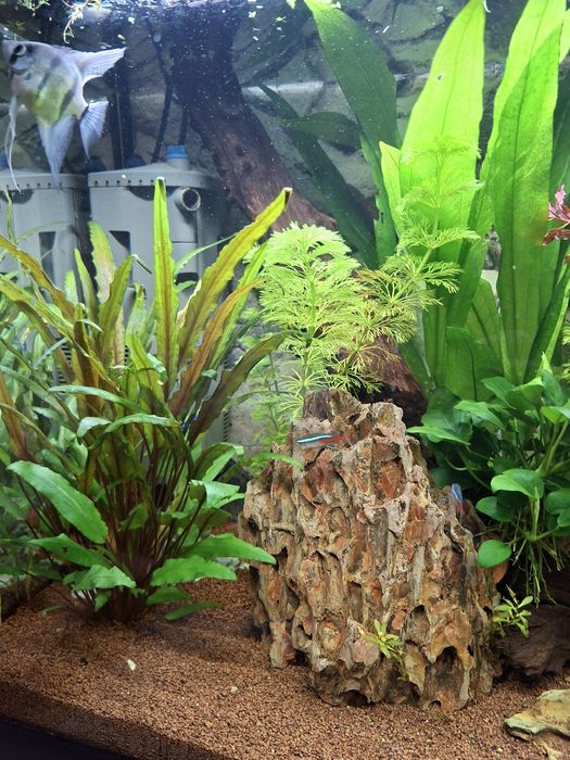 Acvariu Eheim Aquapro 126 l