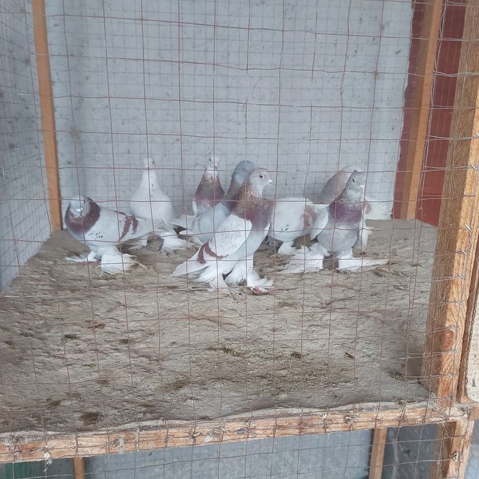 Рантовые лет игра разные оптом