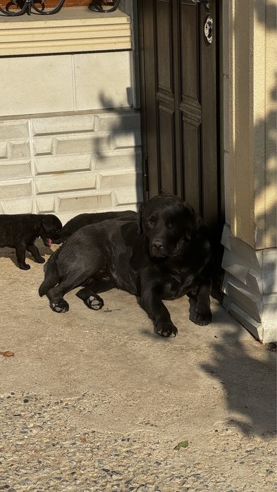Щенок метис лабрадор