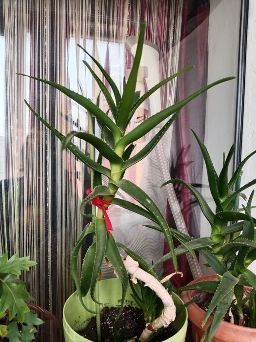 Цветый домашние продаю.