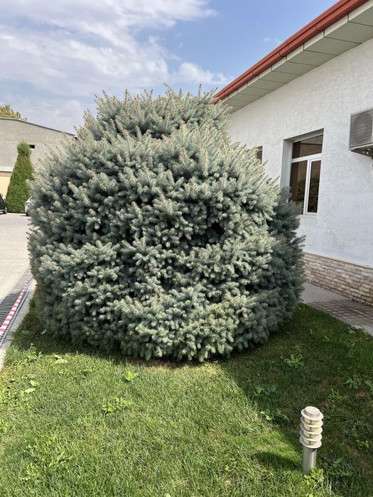 Продам  голубой ель