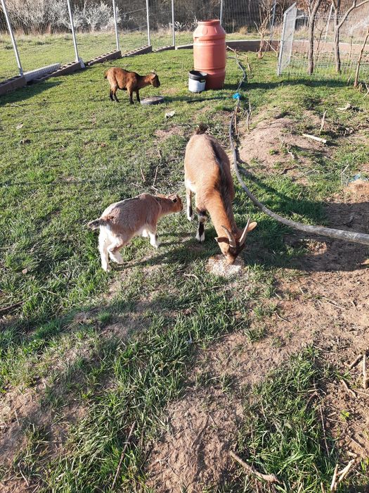 Capra de Camerun cu ieduț