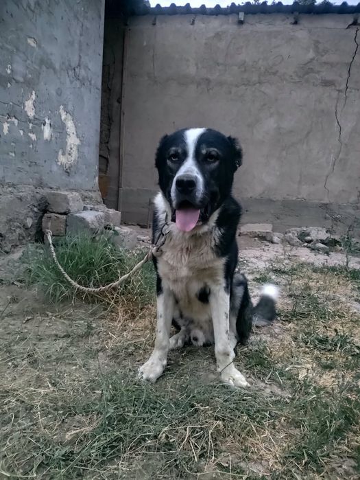 Алабай продается срочно
