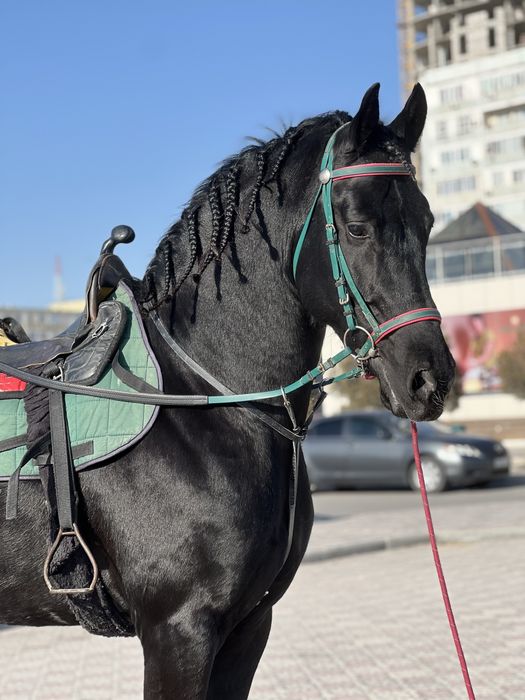 Продается Фризкий жеребец