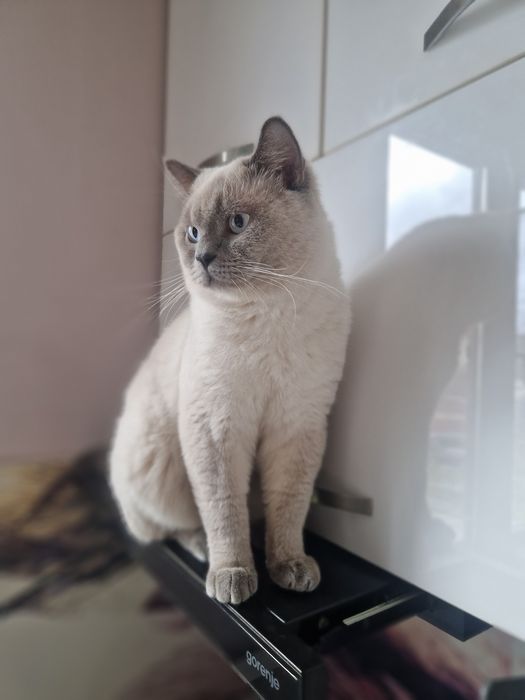 Шотландска клепоуха, британска късокосместа