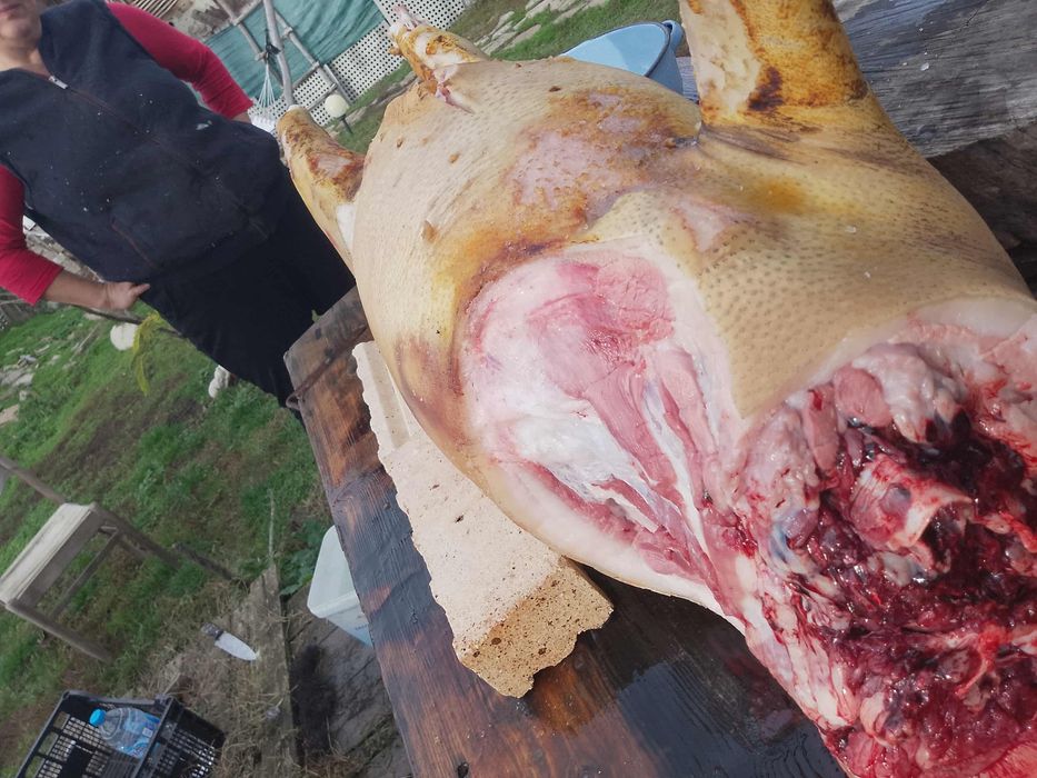 Виетнамски прасета и прасенца з