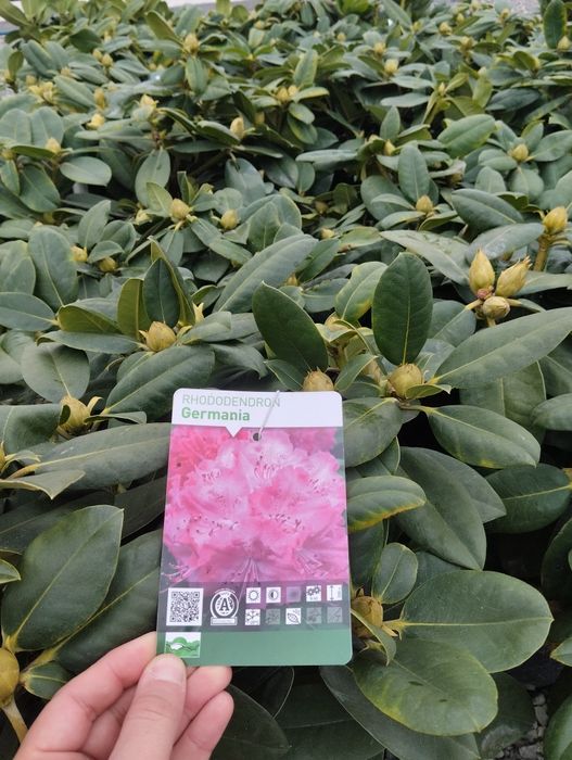 Аризон Кипарис Arizon Kiparis