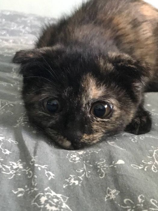 Кошка продаётся Фолд