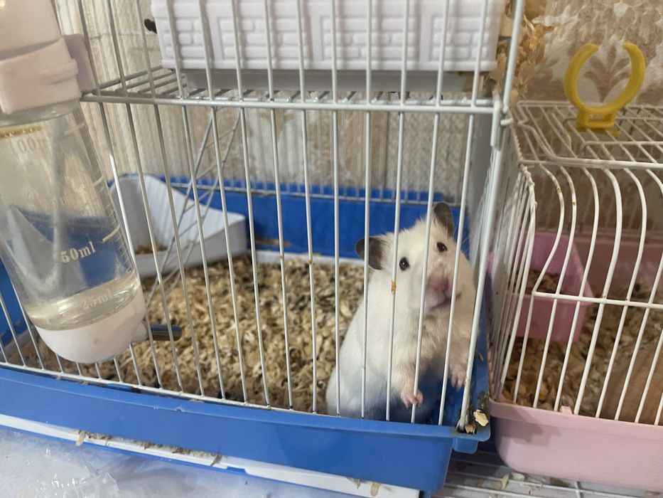 Сирийские хомяки