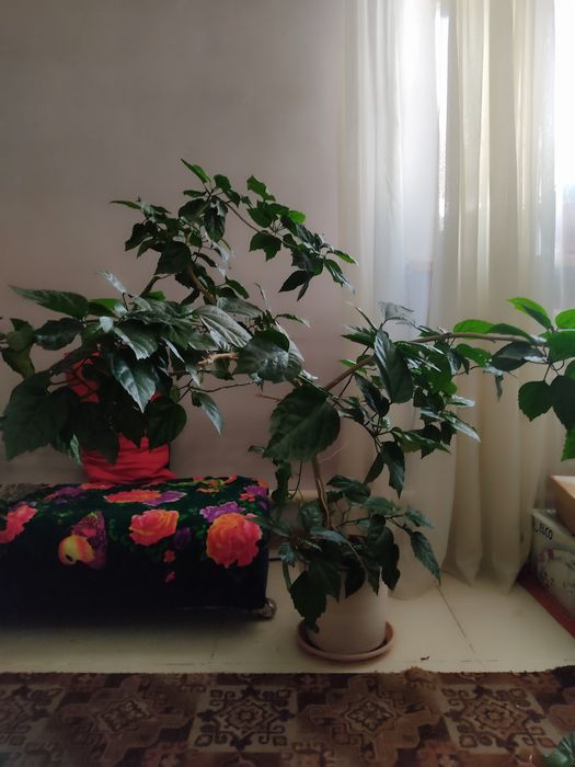 Комнатные цветы.