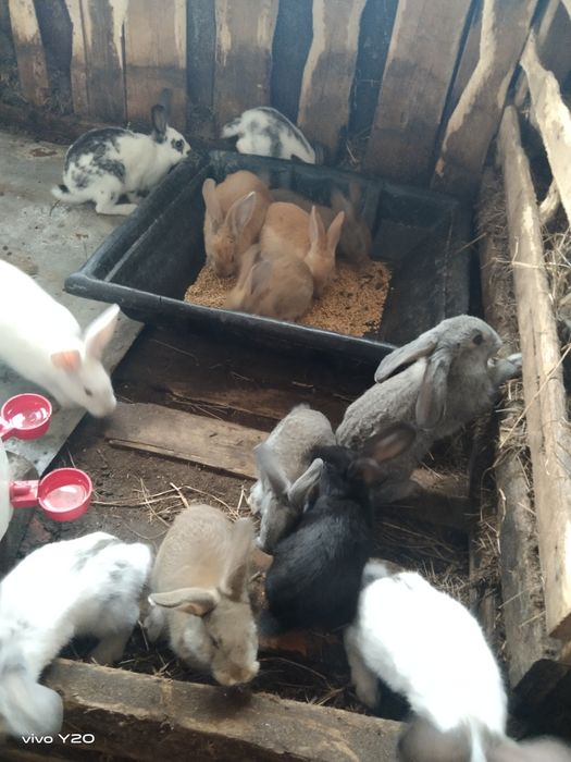 Продам кроликов 2 месячных