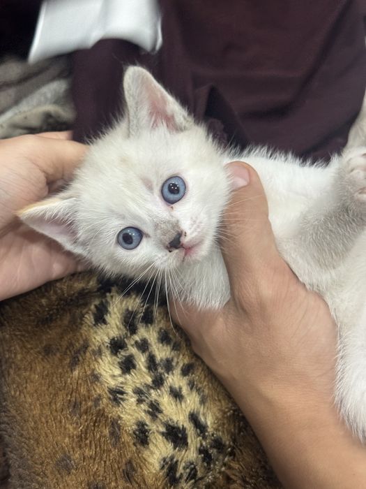 Котята бесплатно