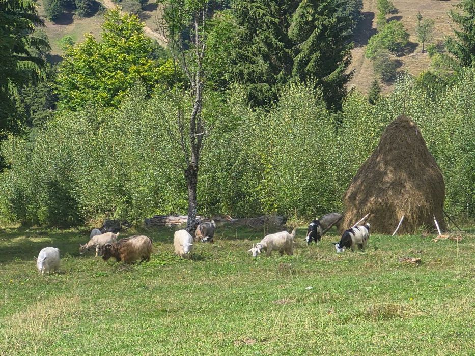 Animale domestice
