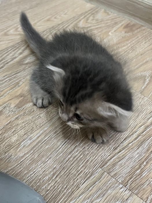 Котята в хорошие добрые руки