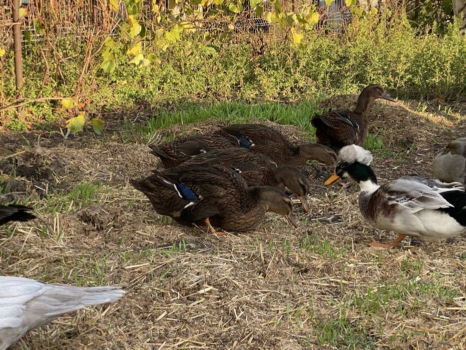 Rațe si rațoi rouen salbatic