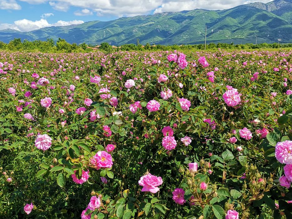 Разхлабително БРАШНО от българска био маслодайна Роза Дамасцена