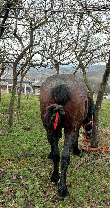 Cai salaj cehu silvaniei